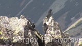 Video of Yellow-billed Chough - Yellow-billed Chough fly in the sky in Bulgarian mountains